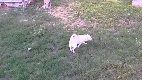 WLToys V222 4 Channel 6 Axis Gyro from Banggood.com