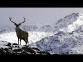 O cervo  prncipe dos alpes  documentrio 