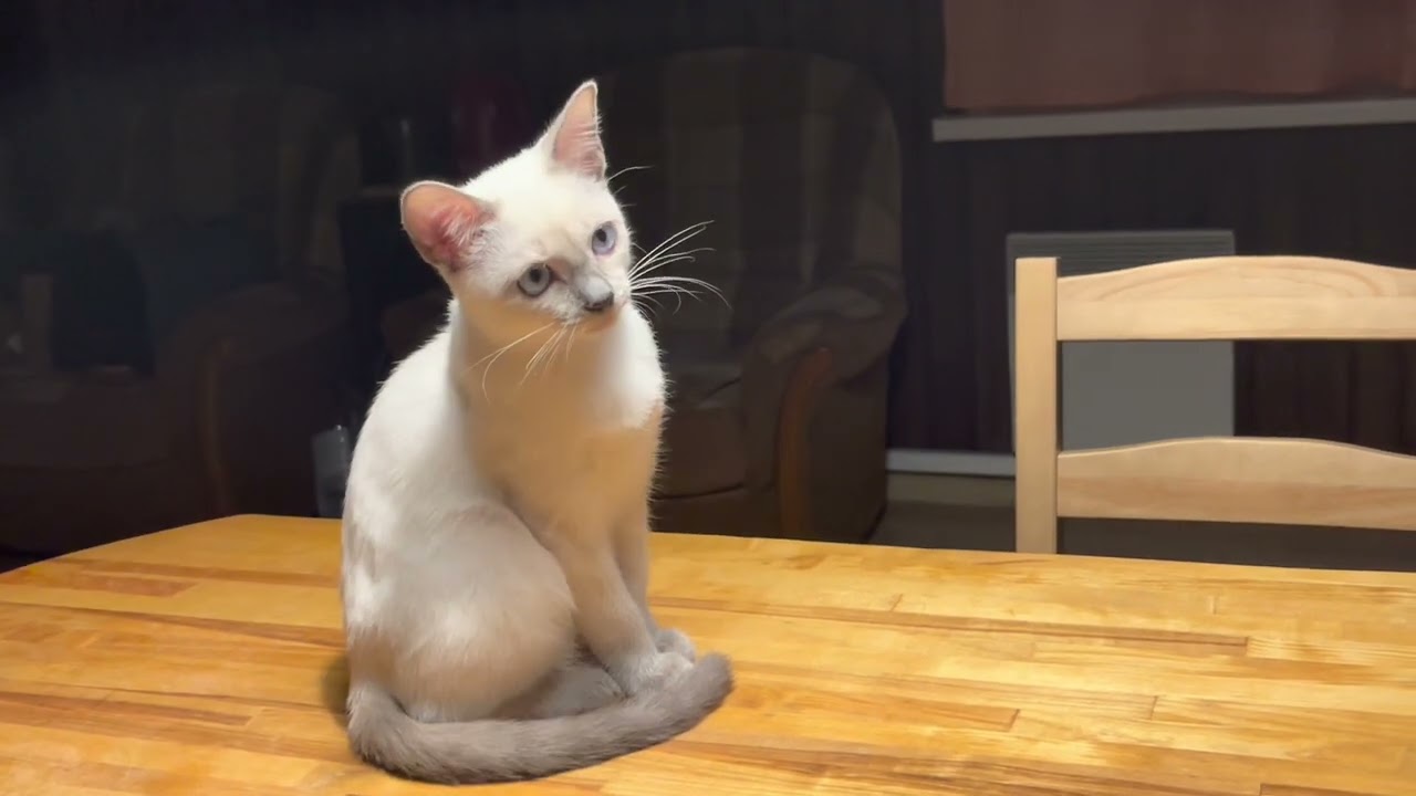 Наш КОТЕНОК - Тайская кошка из первоклассного питомника Тайская Легенда ...