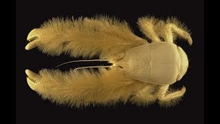 Yeti Crab - Animal of the Week