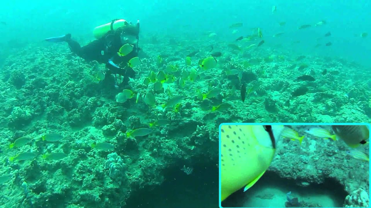 Electric Beach Dive August 19th YouTube