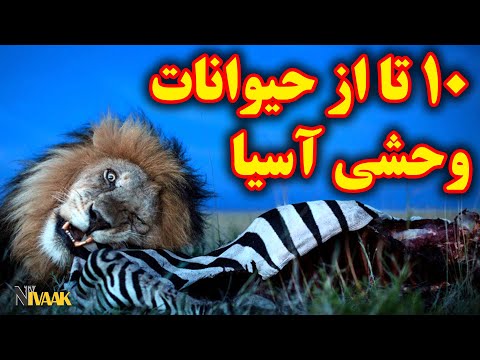 تصویری: چه حیواناتی در مناطق گرمسیری یافت می شوند