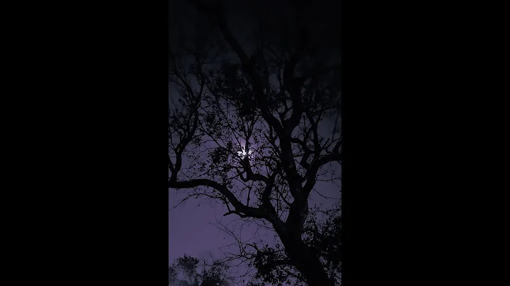 Fourth of July - Sufjan Stevens | 1 Hour Loop