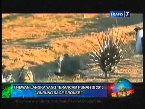 On TheSpot 7 Hewan  Langka  Yang  Terancam  Punah  di 2013 