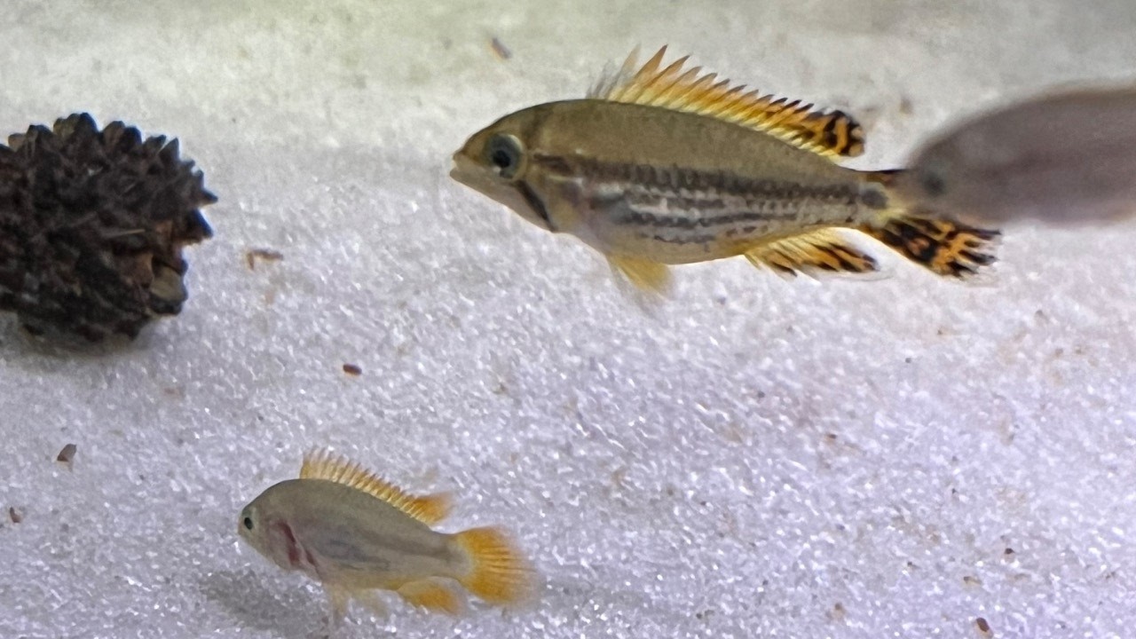 SUNDAY FISH HUNTING!! #aquariums #tropicalfish #plantedtanks