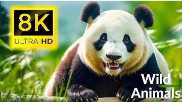 #Cute  Beautiful#  Giant Pandas #Animals #top10 #cute #awesome #video #giants