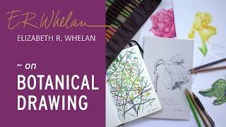 Botanical Drawing - Elizabeth R. Whelan - artist