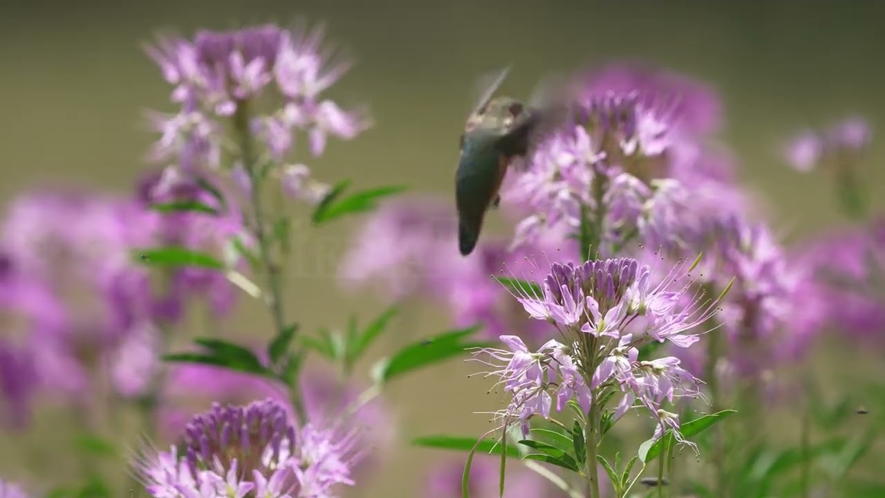 Stock Video - Hummingbird collecting nectar during summer migration