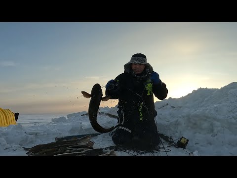 РЫБАЛКА НА НАЛИМА | ПРОВЕРКА ПЕРЕМЕТА 01.02.2026