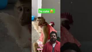 Monkey Lyly brought Gao chicken back home #shorts #monkey #youtubeshorts #animals #petmonkey