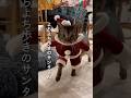 歩き方がぎこちなさ過ぎる猫サンタさんが可愛いwww