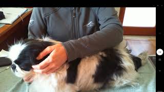 BodyTalk Reciprocals_Head to Spinal Complex