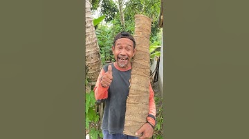 SLEEPING POLICEMAN FROM COCONUT TREES #art #craft #diy #like #viral #video #food #creative #shorts