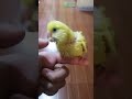 Meet Mango the budgie🦜 #birds #parakeet #budgie #parrot