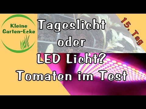 Video: Was sind die Lichtanforderungen für Tomatenpflanzen?