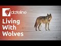 What are the Effects of Reintroducing Wolves into the US?