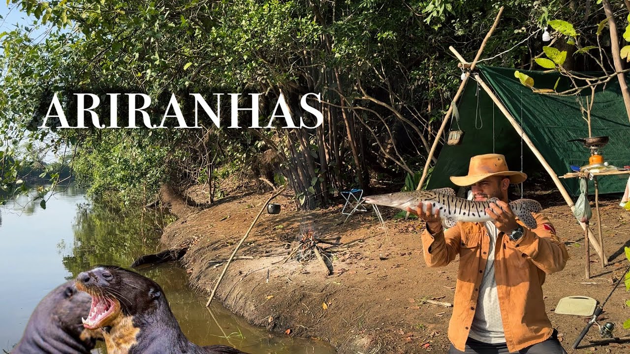 IMPRESSIONANTE! Olha oque as ARIRANHAS estão fazendo com os PEIXES dessa LAGOA, CACHARA, MARRECOS 🦆