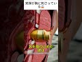 実弾が胸に刺さっている😱