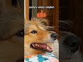 This Happy Sheltie Smile Made My Day🐶 #jessy #dog #sheltie #puppy #cute #pets #funny #sweet #morning