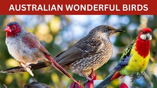 "Australian Wings: Captivating Tales of Colorful Birds in the Land Down Under"