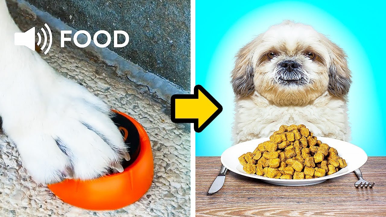DELIGHT YOUR PETS 🐶🐱 | Genius Pet Gadgets And Hacks For Pet Owners