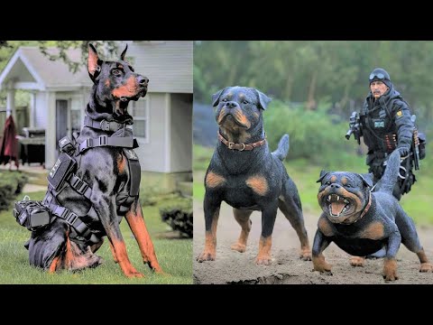 Video: Welche Hunde werden beim Militär eingesetzt?