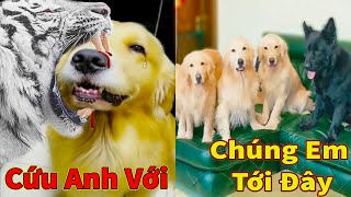 Thú Cưng TV | Trứng Vàng và Trứng Bạc #23 | Chó Golden Gâu Đần thông minh vui nhộn | Pets smart dog