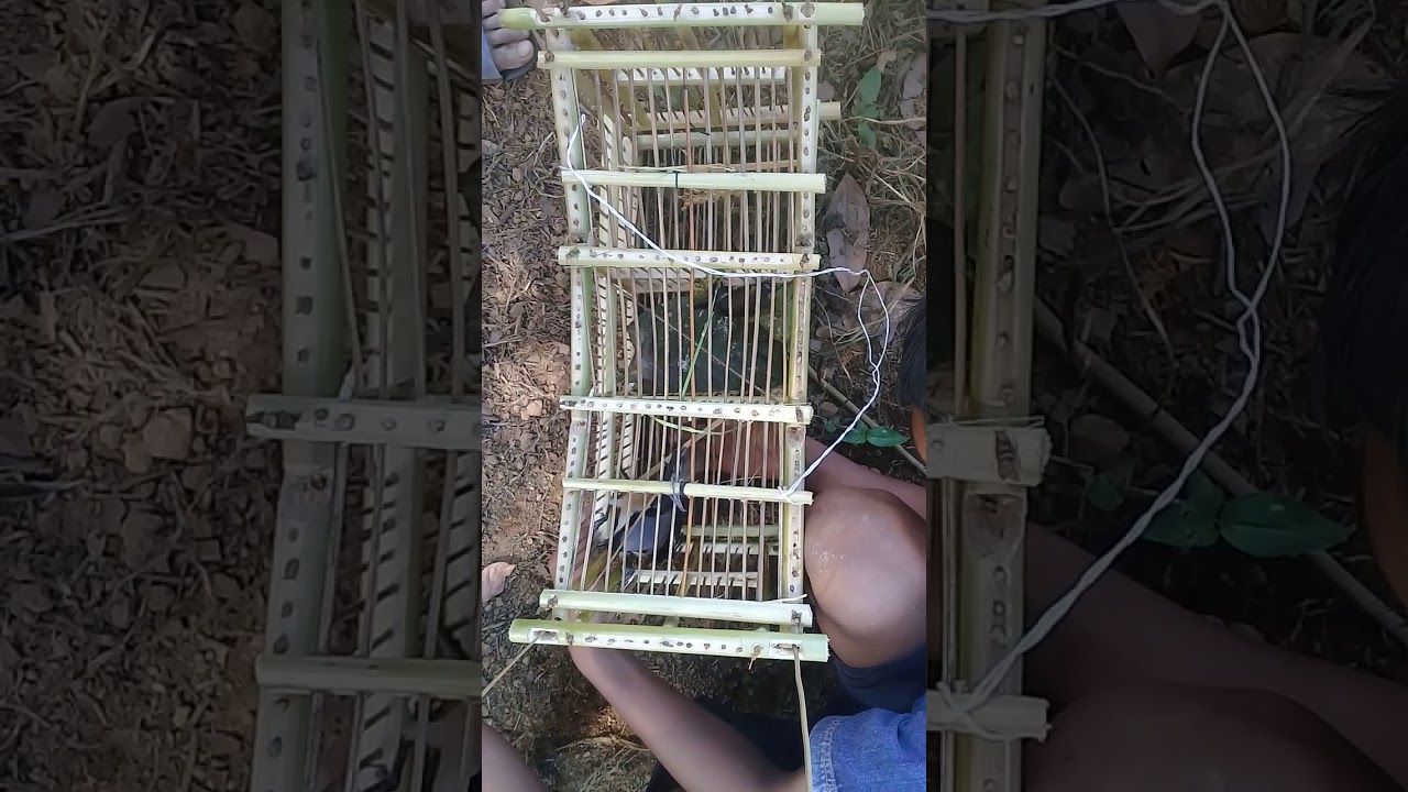 Jebakan burung 