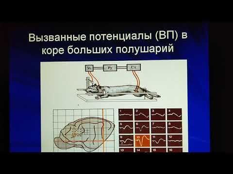 Функции коры больших полушарий. Электроэнцефалограмма.