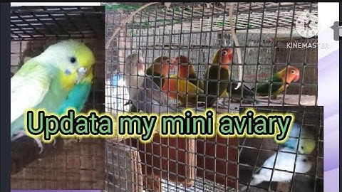 #update my mini aviary/african love birds/parakeets lovebirds