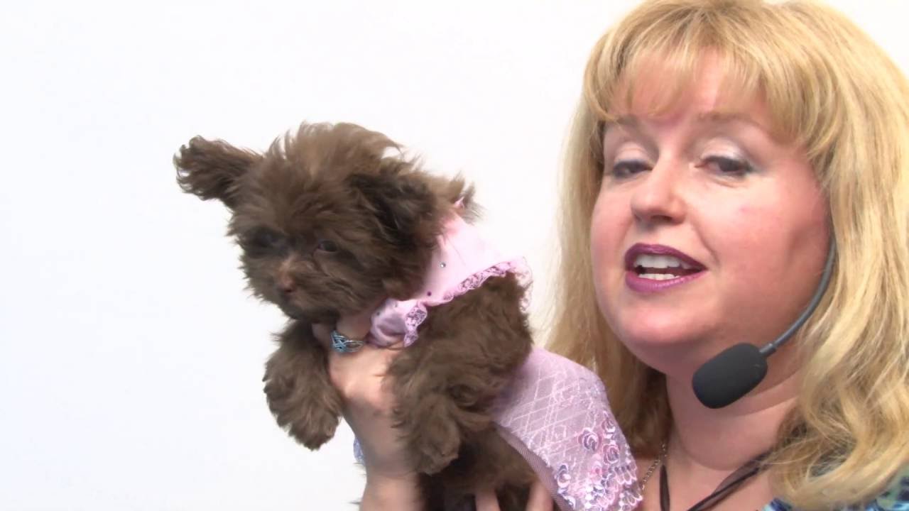 Kaelyn Party Dog Dress - Pink