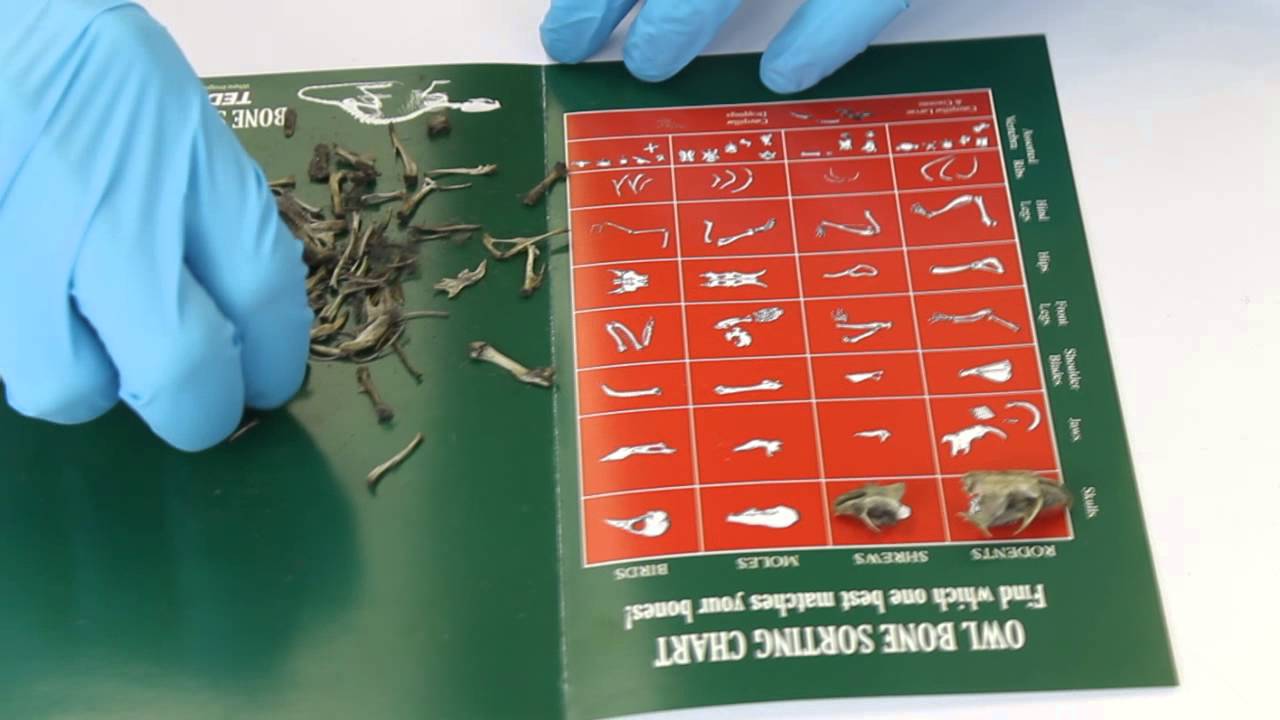 Tedco Owl Puke Kit [TED1900] - HobbyTown-729938
