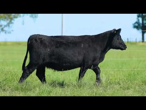 LOTE 18   TAT TE 4101 F Angus