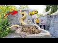 Brave soldiers risked their lives to capture nest of giant white pythons in abandoned house