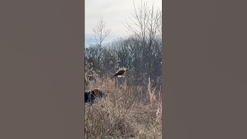 Dad’s on: hot pheasant flush over wirehaired pointing griffon Dublin #wirehairedpointinggriffon