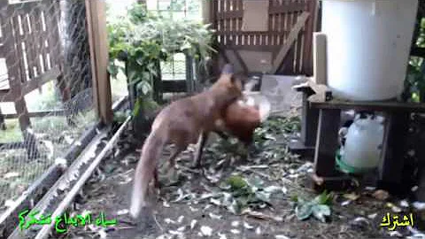 Как лисы проникают и ворует домашних кур.