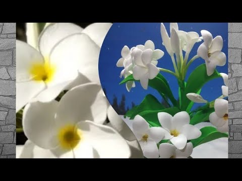 Vídeo: Jasmine Not Flowering - O que fazer para um jasmim sem flores