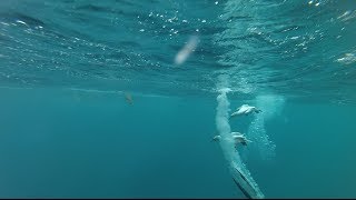 Gannet's diving & attacking fish GoPro (Slow motion)