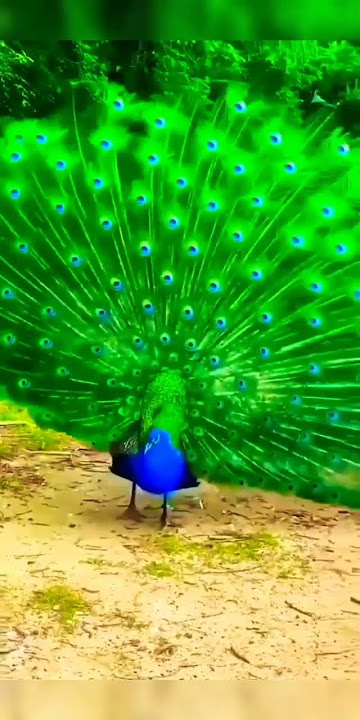 #मोर #peacock dance rain #funny #shorts