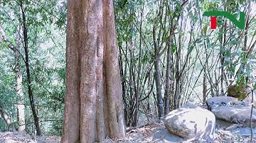 Đi tìm cây Kơ Nia hàng trăm năm ở vùng đất Tây Nguyên