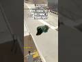 Send Help #skate #skate4 #twitchclips #youtube #skateboarding #gaming #easkate