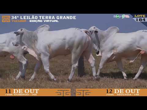 LOTE 184