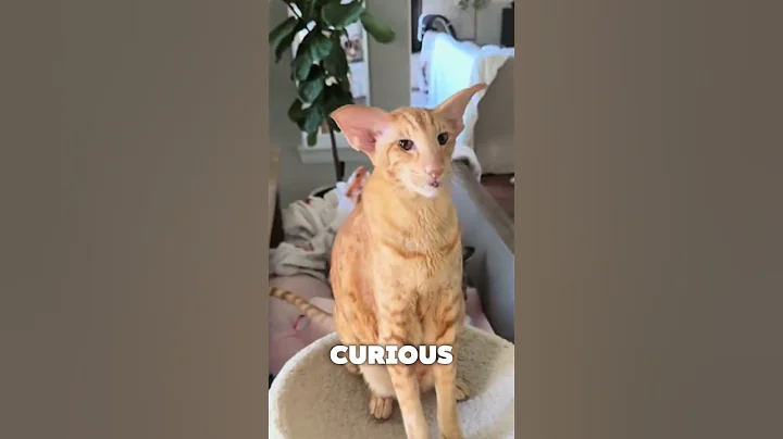 Video 10093871: oriental longhair cat