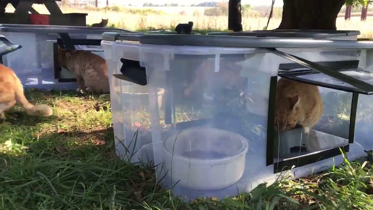 Diy Feeding Station For Outside Feral Cats Youtube