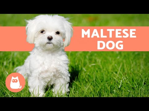 63+ Maltese Dog