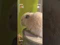 My Smart Hamster!#cute #hamsterkombat #hamster #viral #shorts #shortvideo #hamsters