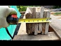 Log One: low or no cost DIY log cabin build Log One: low or no cost DIY log cabin build