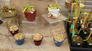 Predatory Plants Retail Store Tour