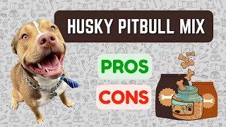 Husky Pitbull Mix Pitsky Pros & Cons