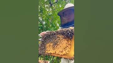 🐝 HIVE INSPECTION #hive #beekeeping #beekeeper #bee #inspection #asmr #asmrsounds #asmrvideo #farm